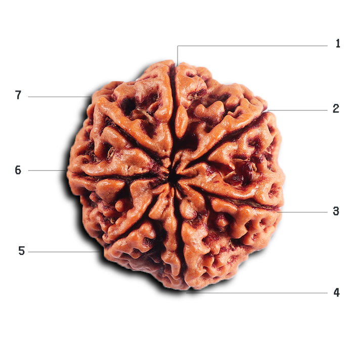 7 Mukhi Nepalese Rudraksha - Bead No. 49