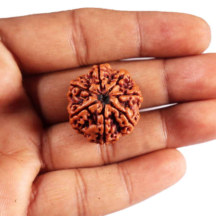 7 Mukhi Nepalese Rudraksha - Bead No. 49