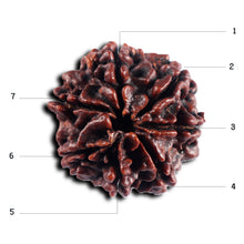 Load image into Gallery viewer, 7 Mukhi Nepalese Rudraksha - Bead No.50
