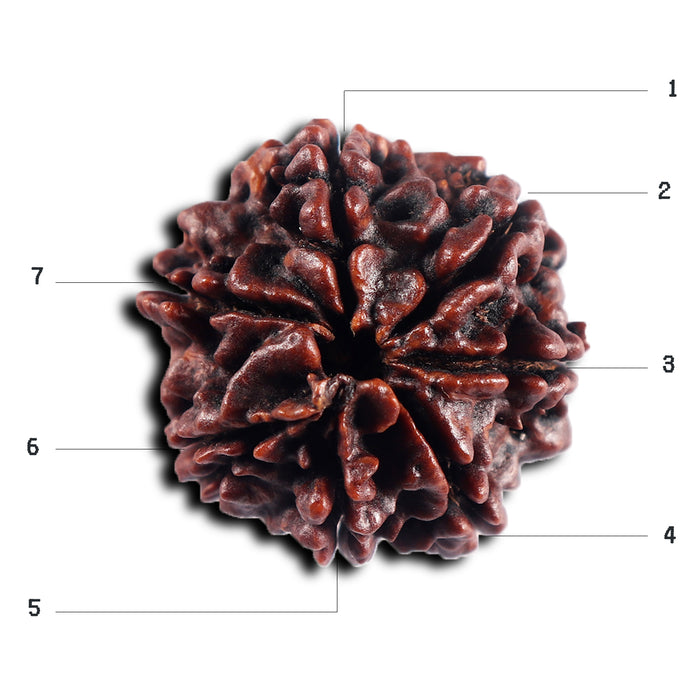 7 Mukhi Nepalese Rudraksha - Bead No.50
