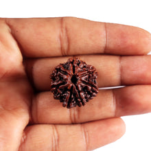 Load image into Gallery viewer, 7 Mukhi Nepalese Rudraksha - Bead No.50
