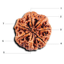 Load image into Gallery viewer, 7 Mukhi Nepalese Rudraksha - Bead No. 51
