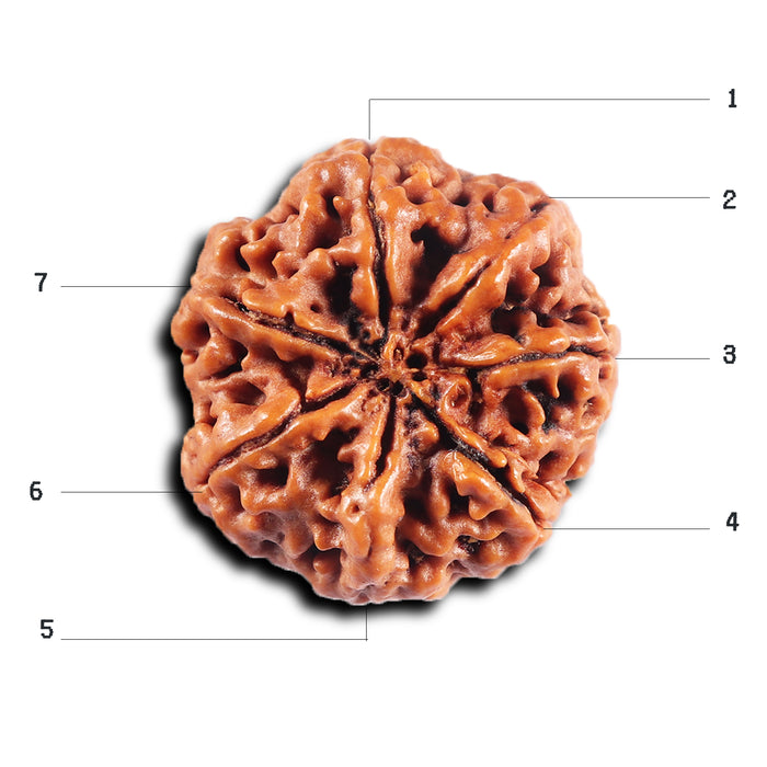 7 Mukhi Nepalese Rudraksha - Bead No. 51