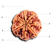 Load image into Gallery viewer, 7 Mukhi Nepalese Rudraksha - Bead No.52
