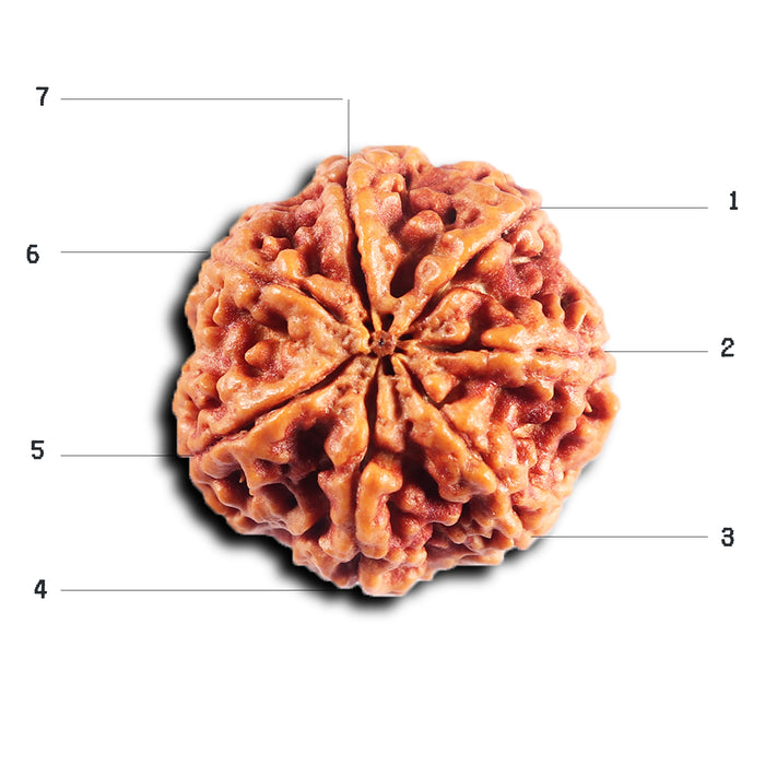 7 Mukhi Nepalese Rudraksha - Bead No.52