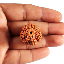 Load image into Gallery viewer, 7 Mukhi Nepalese Rudraksha - Bead No.52
