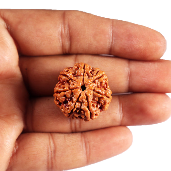 7 Mukhi Nepalese Rudraksha - Bead No.52