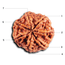 Load image into Gallery viewer, 7 Mukhi Nepalese Rudraksha - Bead No. 54
