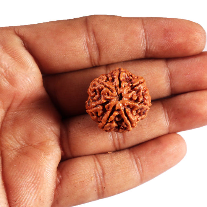 7 Mukhi Nepalese Rudraksha - Bead No. 54