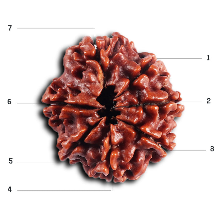 7 Mukhi Nepalese Rudraksha - Bead No. 55