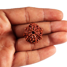 Load image into Gallery viewer, 7 Mukhi Nepalese Rudraksha - Bead No. 55
