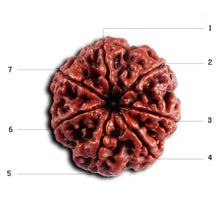 Load image into Gallery viewer, 7 Mukhi Nepalese Rudraksha - Bead No.56
