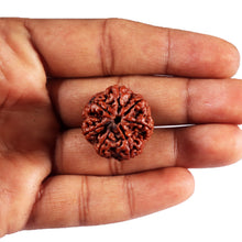 Load image into Gallery viewer, 7 Mukhi Nepalese Rudraksha - Bead No.56
