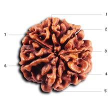 Load image into Gallery viewer, 7 Mukhi Nepalese Rudraksha - Bead No.58
