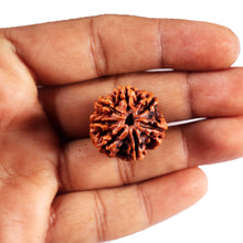 Load image into Gallery viewer, 7 Mukhi Nepalese Rudraksha - Bead No.58
