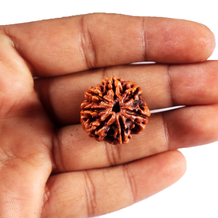 7 Mukhi Nepalese Rudraksha - Bead No.58