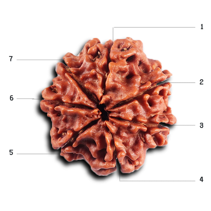 7 Mukhi Nepalese Rudraksha - Bead No.59
