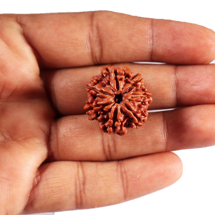 7 Mukhi Nepalese Rudraksha - Bead No.59