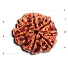 Load image into Gallery viewer, 7 Mukhi Nepalese Rudraksha - Bead No.60
