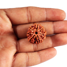 Load image into Gallery viewer, 7 Mukhi Nepalese Rudraksha - Bead No.60
