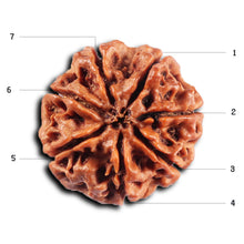 Load image into Gallery viewer, 7 Mukhi Nepalese Rudraksha - Bead No.61

