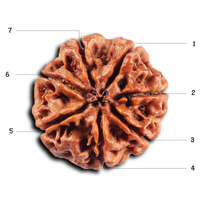 7 Mukhi Nepalese Rudraksha - Bead No.61