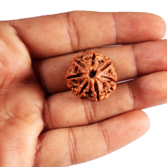 7 Mukhi Nepalese Rudraksha - Bead No.61