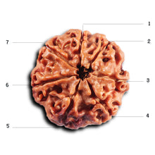 Load image into Gallery viewer, 7 Mukhi Nepalese Rudraksha - Bead No.62

