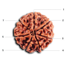 Load image into Gallery viewer, 7 Mukhi Nepalese Rudraksha - Bead No 63
