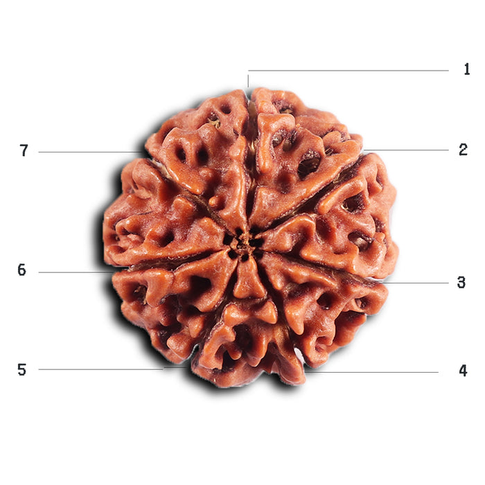 7 Mukhi Nepalese Rudraksha - Bead No 63