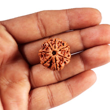 Load image into Gallery viewer, 7 Mukhi Nepalese Rudraksha - Bead No.62
