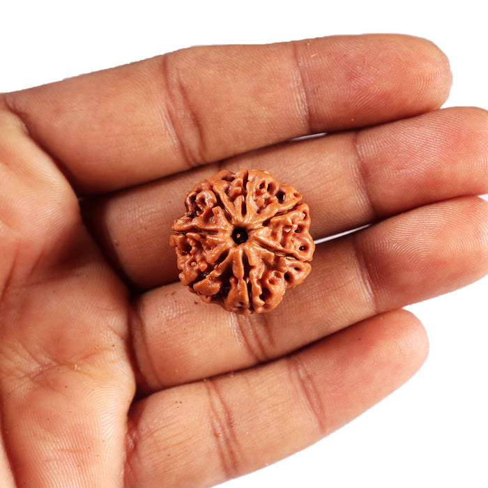 7 Mukhi Nepalese Rudraksha - Bead No.62