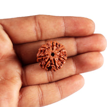 Load image into Gallery viewer, 7 Mukhi Nepalese Rudraksha - Bead No 63
