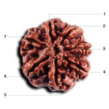 Load image into Gallery viewer, 7 Mukhi Nepalese Rudraksha - Bead No.65
