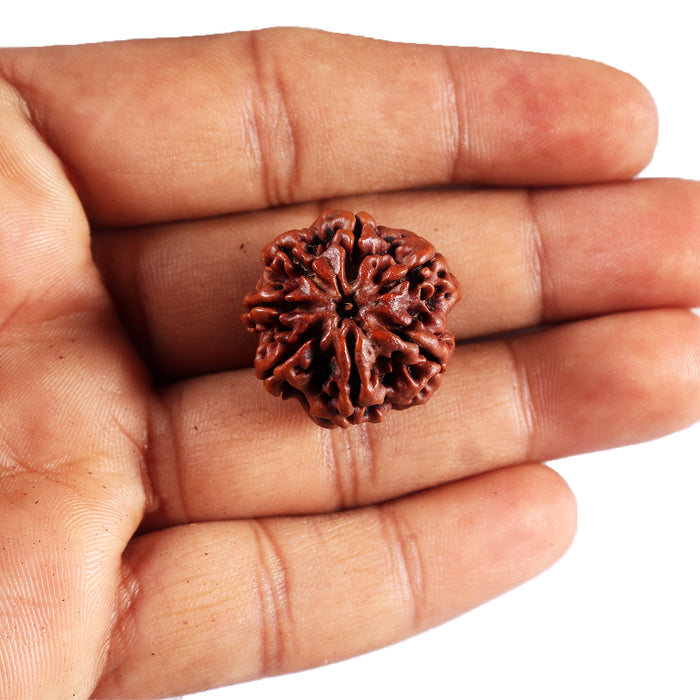 7 Mukhi Nepalese Rudraksha - Bead No.65