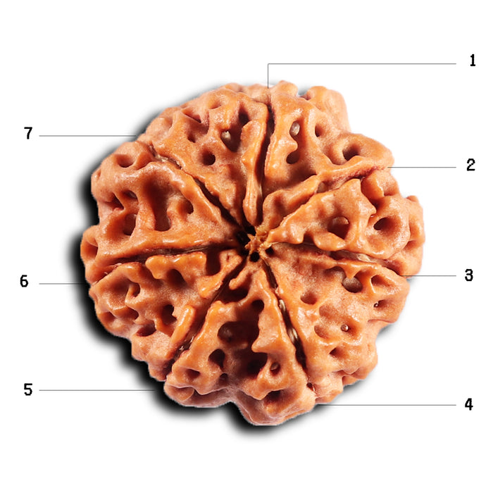 7 Mukhi Nepalese Rudraksha - Bead No.66