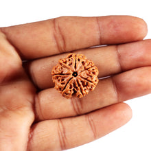 Load image into Gallery viewer, 7 Mukhi Nepalese Rudraksha - Bead No.66
