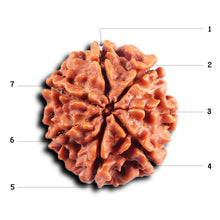 Load image into Gallery viewer, 7 Mukhi Nepalese Rudraksha - Bead No 67
