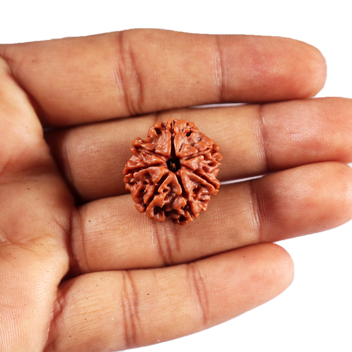 7 Mukhi Nepalese Rudraksha - Bead No.68