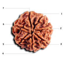 Load image into Gallery viewer, 7 Mukhi Nepalese Rudraksha - Bead No 69
