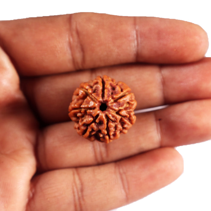 7 Mukhi Nepalese Rudraksha - Bead No 69