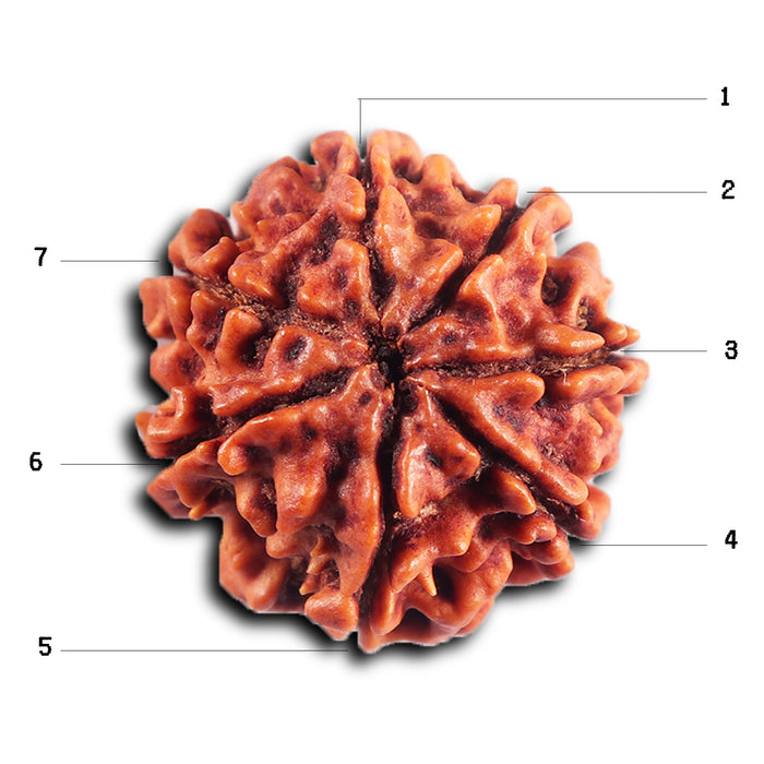 7 Mukhi Nepalese Rudraksha - Bead No.71