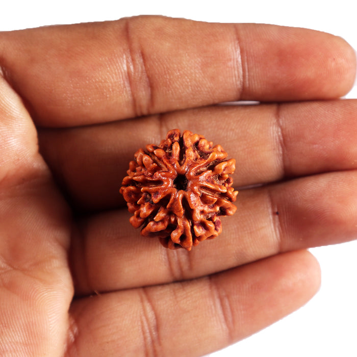 7 Mukhi Nepalese Rudraksha - Bead No.71