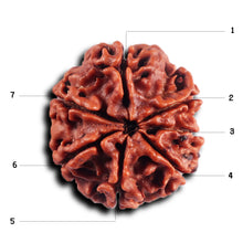 Load image into Gallery viewer, 7 Mukhi Nepalese Rudraksha - Bead No.72
