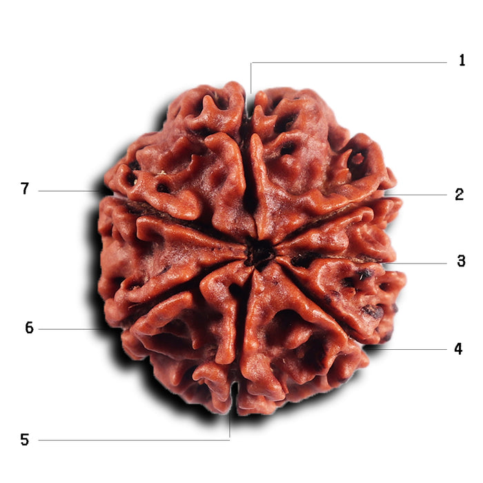 7 Mukhi Nepalese Rudraksha - Bead No.72