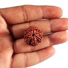 Load image into Gallery viewer, 7 Mukhi Nepalese Rudraksha - Bead No.72
