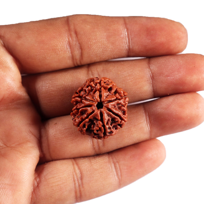 7 Mukhi Nepalese Rudraksha - Bead No.72
