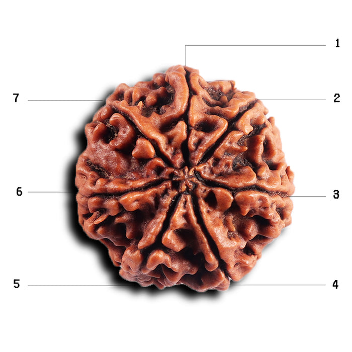 7 Mukhi Nepalese Rudraksha - Bead No .76