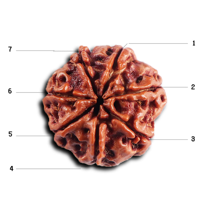 7 Mukhi Nepalese Rudraksha - Bead No .77