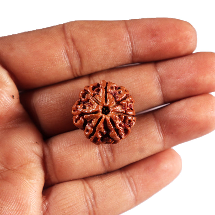 7 Mukhi Nepalese Rudraksha - Bead No .77